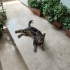 Dünyalar Tatlısı Tekir Kedi fotoğraf