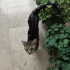 Dünyalar Tatlısı Tekir Kedi fotoğraf