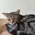 Dünyalar Tatlısı Tekir Kedi fotoğraf