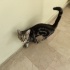Dünyalar Tatlısı Tekir Kedi fotoğraf