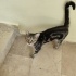 Dünyalar Tatlısı Tekir Kedi fotoğraf