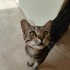 Dünyalar Tatlısı Tekir Kedi fotoğraf