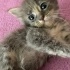 Bebiş ömürlük yuvasını arıyor fotoğraf