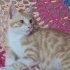 Aslan yuva ariyor fotoğraf