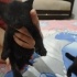1 Aylık Yavru Kedi fotoğraf