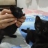 1 Aylık Yavru Kedi fotoğraf