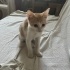 Minik ve sevecen kızımıza yeni ailesini arıyoruz fotoğraf