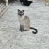 Kizim Dumana Yuva Ariyorum fotoğraf