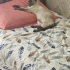 Kizim Dumana Yuva Ariyorum fotoğraf