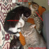 Yavru kedi sahiplendirme