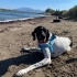Ücretsiz sahiplenme pesto pointer fotoğraf