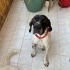Ücretsiz sahiplenme pesto pointer fotoğraf