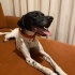 Ücretsiz sahiplenme pesto pointer fotoğraf