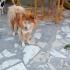 Ücretsiz sahiplenme çin aslanı fotoğraf