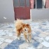 Ücretsiz sahiplenme çin aslanı fotoğraf