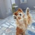 Ücretsiz sahiplenme çin aslanı fotoğraf