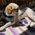 Ücretsiz sahiplenme labrador melez küçük orta boy fotoğraf
