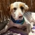 Ücretsiz sahiplenme labrador melez küçük orta boy fotoğraf