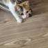 Tam bir depresyon arkadaşı tüm derdinizi alıp götürüyor sevgi dolu 🥰 fotoğraf