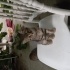 3 aylık british shorthair-tekir karışımı ücretsiz