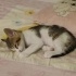 Minik Patiler yuva arıyor (1 dişi ,4 erkek) fotoğraf