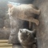 2 yavru ve anne kedimiz için ücretsiz sahiplendiröe fotoğraf