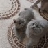 2 yavru ve anne kedimiz için ücretsiz sahiplendiröe fotoğraf