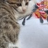 Çöpe atılıp zorbalık yapıldı fotoğraf