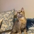 Kediniz değil dostunuz fotoğraf