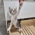 Tuvalet ve mama eğitimi tam 2 aylık erkek kedi – Sahiplenilmezse sokağa dönecek, fotoğraf