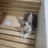Tuvalet ve mama eğitimi tam 2 aylık erkek kedi – Sahiplenilmezse sokağa dönecek, fotoğraf