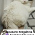 Ücretsiz sahiplenme British long hair acil yuva fotoğraf