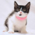 0544 558 07 86 VETERİNERDEN SMOKIN ÇOK UYUMLU 2.5 AYLIK İLK AŞILI OĞLUM MASKE fotoğraf