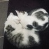 2 aylik iki kardes acil yuva fotoğraf