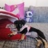 3 aylık beagle Yuva arıyoruz fotoğraf