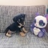 3 aylık beagle Yuva arıyoruz fotoğraf