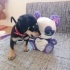 3 aylık beagle Yuva arıyoruz fotoğraf