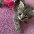 Gümüş bebek ömürlük yuvasını arıyor fotoğraf