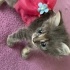 Gümüş bebek ömürlük yuvasını arıyor fotoğraf