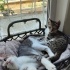 Bir kaç güne ne yazık ki sokağa dönmek zorundalar🥺 fotoğraf