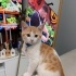 Baba scottish anne tekir yavru kedi