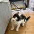 3 AYLIK MİNİK BIR TUXEDOCAT KIZ ÖMÜRLÜK YUVASINI ARIYOR