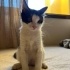3 AYLIK MİNİK BIR TUXEDOCAT KIZ ÖMÜRLÜK YUVASINI ARIYOR fotoğraf