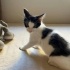 3 AYLIK MİNİK BIR TUXEDOCAT KIZ ÖMÜRLÜK YUVASINI ARIYOR fotoğraf