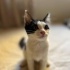 3 AYLIK MİNİK BIR TUXEDOCAT KIZ ÖMÜRLÜK YUVASINI ARIYOR fotoğraf