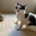 3 AYLIK MİNİK BIR TUXEDOCAT KIZ ÖMÜRLÜK YUVASINI ARIYOR fotoğraf