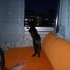 ZEKİ KIZIMIZA(TORTOİSSHELL) ACİL YUVA ARIYORUZ fotoğraf