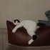 Acil yuva aranıyor 4 aylık erkek kedi
