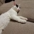 Acil yuva aranıyor 4 aylık erkek kedi fotoğraf