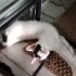 Acil yuva aranıyor 4 aylık erkek kedi fotoğraf